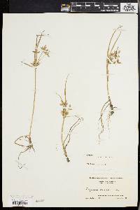 Cyperus bipartitus image