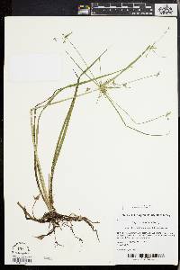 Cyperus dentatus image