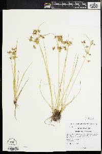 Cyperus dentatus image