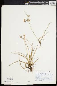 Cyperus dentatus image