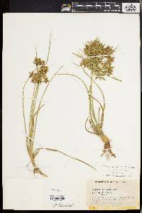 Cyperus dentatus image