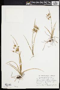 Cyperus dentatus image