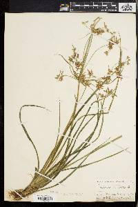 Cyperus dentatus image