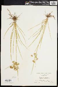 Cyperus dentatus image