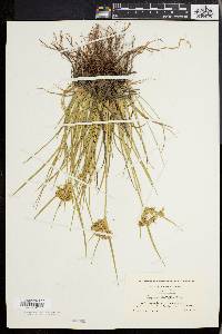 Cyperus dentatus image