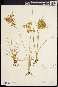 Cyperus dentatus image