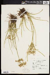 Cyperus dentatus image