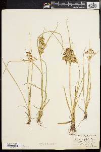 Cyperus dentatus image