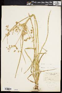 Cyperus dentatus image