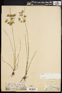 Cyperus dentatus image