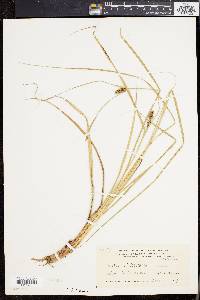 Carex walteriana image