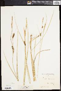 Carex walteriana image