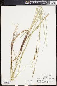 Carex walteriana image