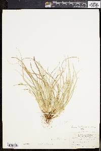 Carex willdenowii image