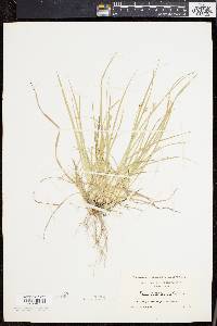 Carex willdenowii image