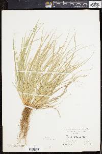 Carex willdenowii image