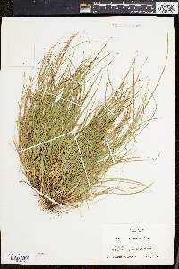 Carex willdenowii image