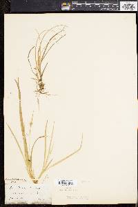 Carex willdenowii image