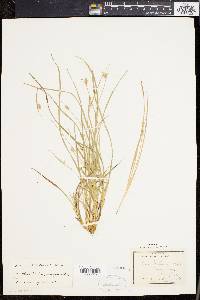 Carex willdenowii image