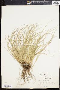 Carex willdenowii image