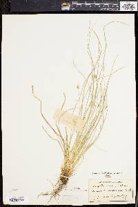 Carex willdenowii image