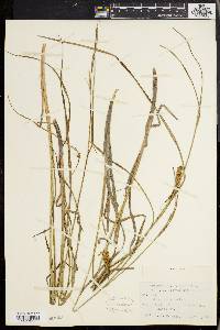 Carex vesicaria image