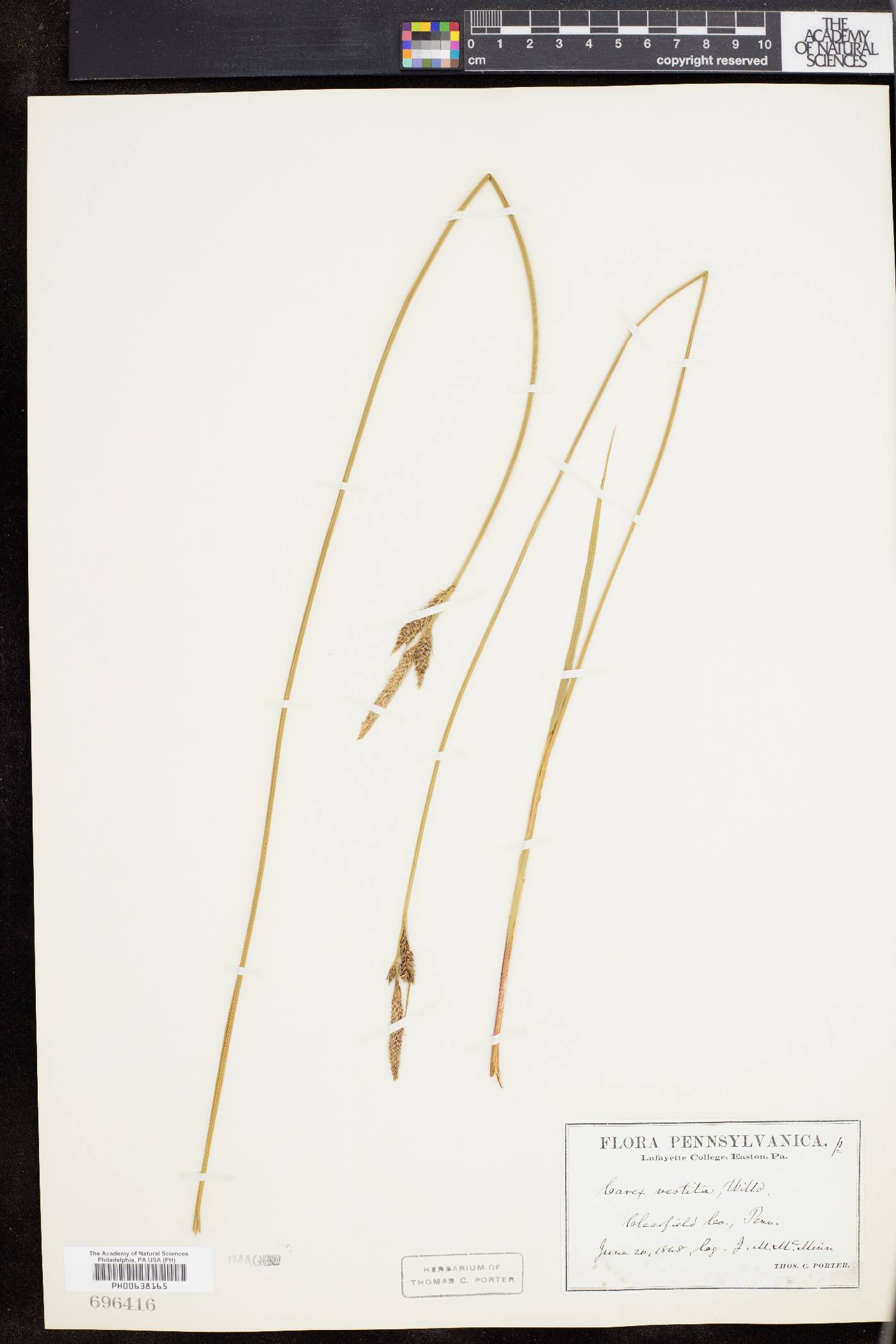 Carex vestita image