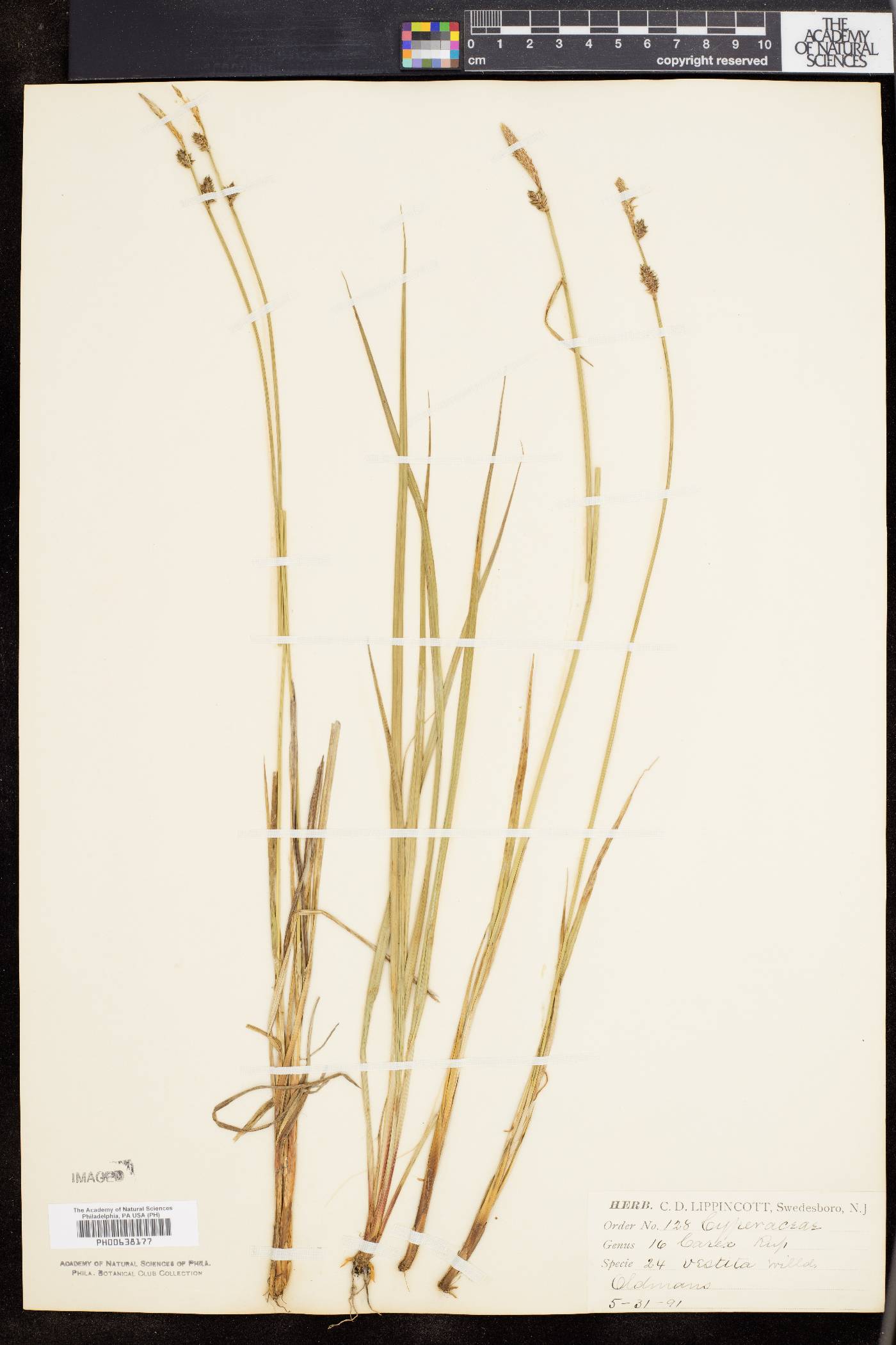 Carex vestita image
