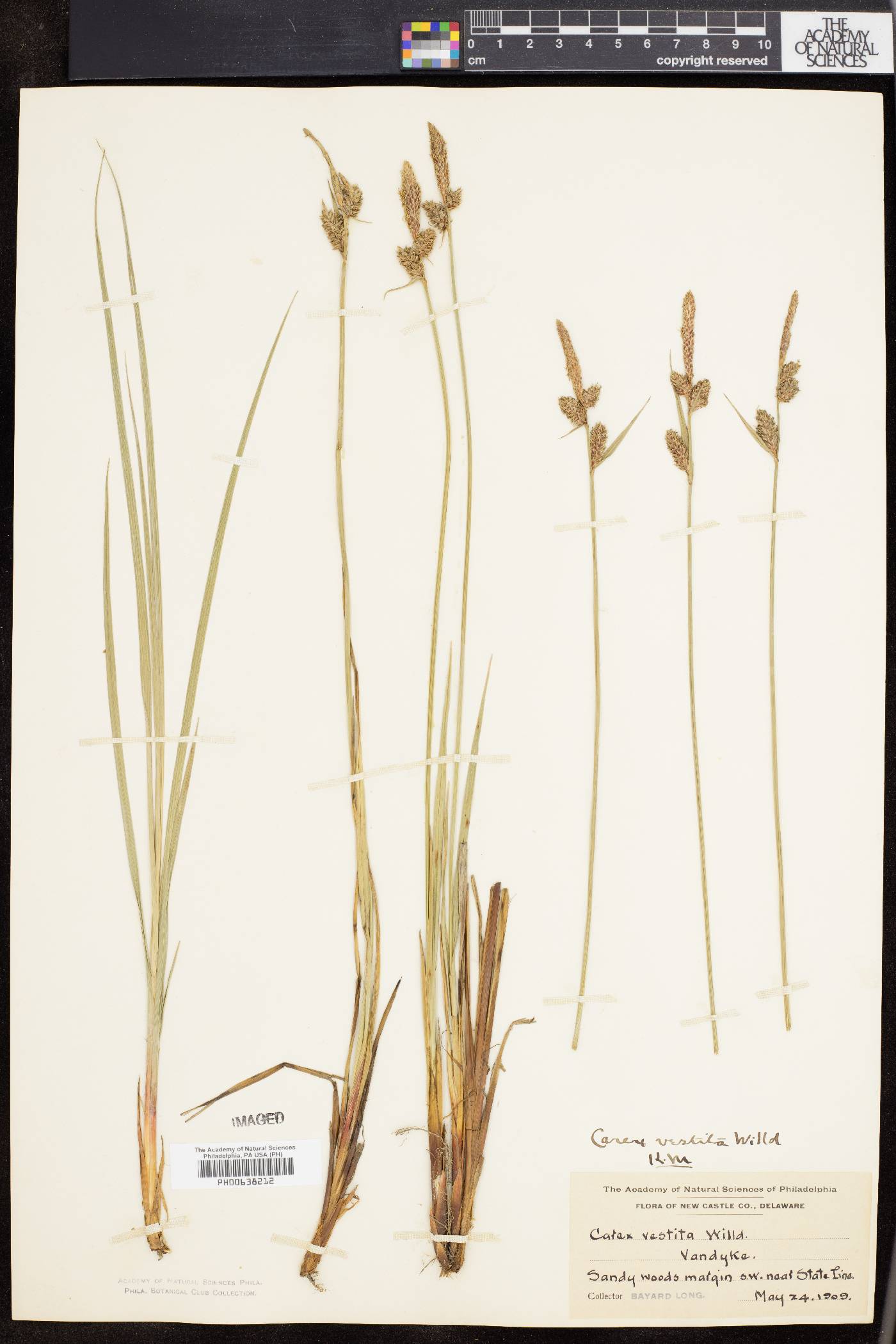 Carex vestita image