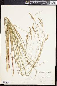 Carex virescens image