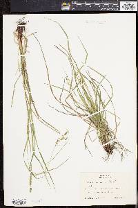 Carex virescens image