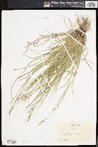 Carex virescens image