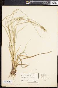 Carex virescens image