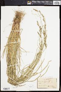 Carex virescens image