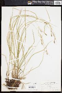 Carex virescens image