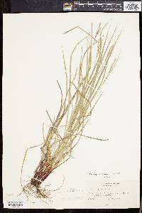 Carex virescens image