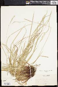 Carex virescens image