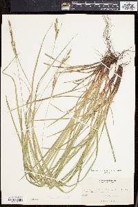 Carex virescens image