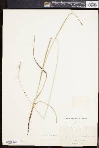 Carex virescens image