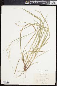 Carex virescens image