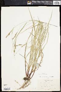 Carex virescens image