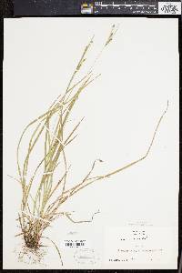 Carex virescens image