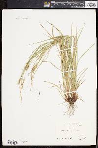 Carex virescens image