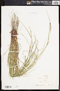 Carex virescens image