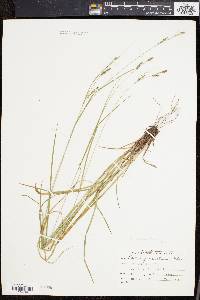 Carex virescens image