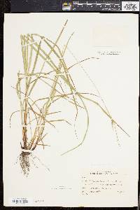 Carex virescens image