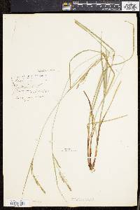 Carex virescens image