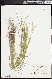 Carex virescens image