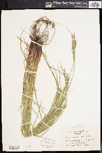 Carex virescens image