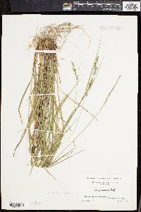 Carex virescens image